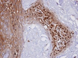 WBSCR22 Antibody, Novus Biologicals 0.1mL; Unlabeled:Antibodies, Polyclonal