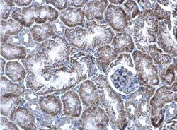 WBSCR22 Antibody, Novus Biologicals 0.1mL; Unlabeled:Antibodies, Polyclonal
