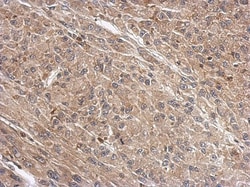 WDR1 Antibody, Novus Biologicals 0.1mL; Unlabeled:Antibodies, Polyclonal