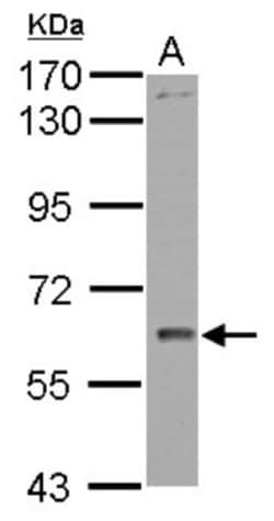 WDR1 Antibody, Novus Biologicals 0.1mL; Unlabeled:Antibodies, Polyclonal