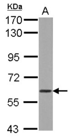 WDR1 Antibody, Novus Biologicals 0.1mL; Unlabeled:Antibodies, Polyclonal