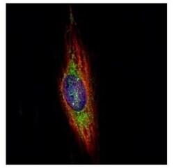 WDR16 Antibody, Novus Biologicals 0.1mL; Unlabeled:Antibodies, Polyclonal
