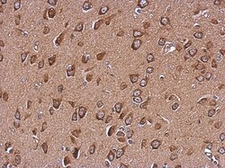 WDR16 Antibody, Novus Biologicals 0.1mL; Unlabeled:Antibodies, Polyclonal