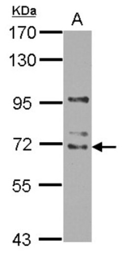 WDR16 Antibody, Novus Biologicals 0.1mL; Unlabeled:Antibodies, Polyclonal