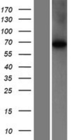 Novus Biologicals&trade;&nbsp;WDR16 Overexpression Lysate