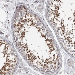 WDR16 Antibody, Novus Biologicals 0.1mL; Unlabeled:Antibodies, Polyclonal