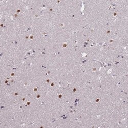 WDR18 Antibody, Novus Biologicals 0.1mL; Unlabeled:Antibodies, Polyclonal