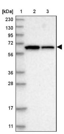 WDR1 Antibody, Novus Biologicals:Antibodies:Primary Antibodies