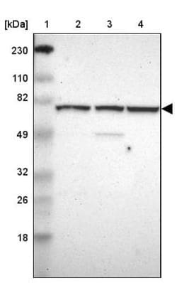 WDR25 Antibody, Novus Biologicals 0.1mL; Unlabeled:Antibodies, Polyclonal