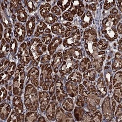 WDR34 Antibody, Novus Biologicals 0.1mL; Unlabeled:Antibodies, Polyclonal