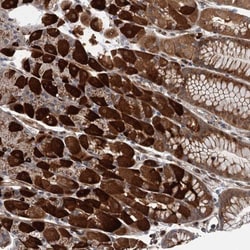 WDR34 Antibody, Novus Biologicals 25 &mu;L; Unlabeled:Antibodies, Polyclonal