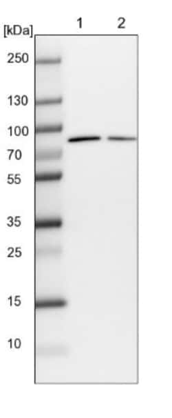 WDR35 Antibody, Novus Biologicals 25 &mu;L, Unlabeled:Antibodies, Polyclonal