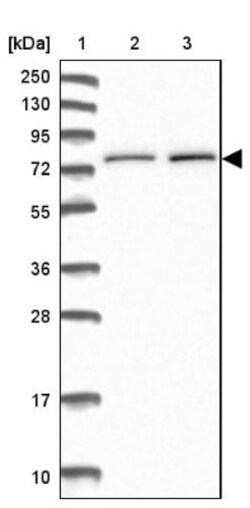 WDR35 Antibody, Novus Biologicals 25 &mu;L, Unlabeled:Antibodies, Polyclonal