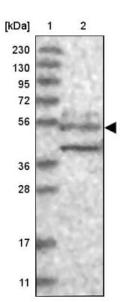 WDR37 Antibody, Novus Biologicals 0.1mL; Unlabeled:Antibodies, Polyclonal