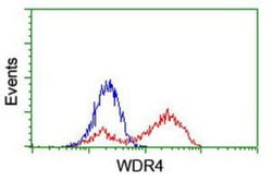WDR4 Antibody (OTI4G1), Novus Biologicals 0.1mL; Unlabeled:Antibodies,