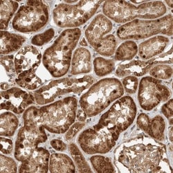 WDR42A Antibody, Novus Biologicals 25 &mu;L, Unlabeled:Antibodies, Polyclonal