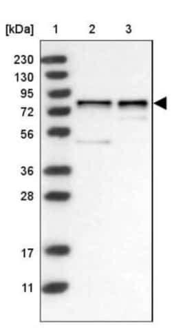 WDR42A Antibody, Novus Biologicals 25 &mu;L, Unlabeled:Antibodies, Polyclonal