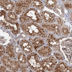 WDR44 Antibody, Novus Biologicals 25 &mu;L; Unlabeled:Antibodies, Polyclonal