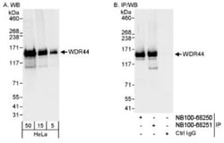 WDR44 Antibody, Novus Biologicals 0.1mL; Unlabeled:Antibodies, Polyclonal