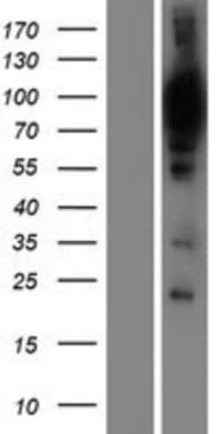 Novus Biologicals&trade;&nbsp;UAF1/WDR48 Overexpression Lysate
