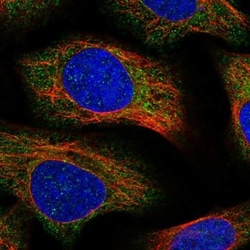 WDR51A Antibody, Novus Biologicals 0.1mL; Unlabeled:Antibodies, Polyclonal