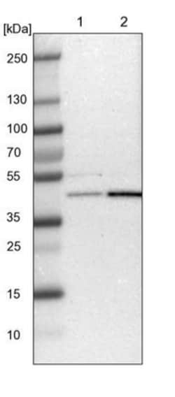 WDR53 Antibody, Novus Biologicals 0.1mL; Unlabeled:Antibodies, Polyclonal