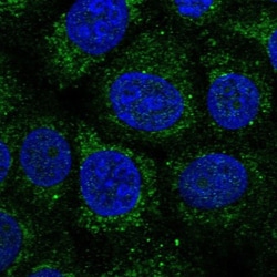 WDR54 Antibody, Novus Biologicals 0.1mL; Unlabeled:Antibodies, Polyclonal