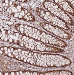 WDR55 Antibody, Novus Biologicals:Antibodies:Primary Antibodies