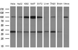 WDR61 Antibody (OTI4C4), Novus Biologicals 0.1mL; Unlabeled:Antibodies,