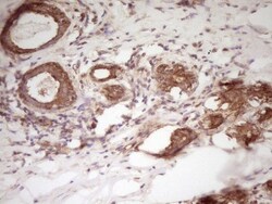 WDR61 Antibody (OTI4C4), Novus Biologicals 0.1mL; Unlabeled:Antibodies,