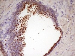 WDR61 Antibody (OTI4C4), Novus Biologicals 0.1mL; Unlabeled:Antibodies,