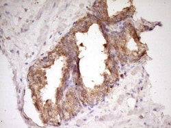 WDR61 Antibody (OTI4C4), Novus Biologicals 0.1mL; Unlabeled:Antibodies,