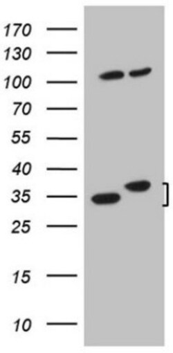 WDR61 Antibody (OTI4C4), Novus Biologicals 0.1mL; Unlabeled:Antibodies,