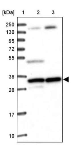 WDR61 Antibody, Novus Biologicals 25 &mu;L; Unlabeled:Antibodies, Polyclonal
