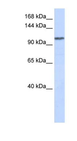 WDR63 Antibody, Novus Biologicals:Antibodies:Primary Antibodies