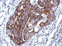 WDR65 Antibody, Novus Biologicals 0.1mL; Unlabeled:Antibodies, Polyclonal
