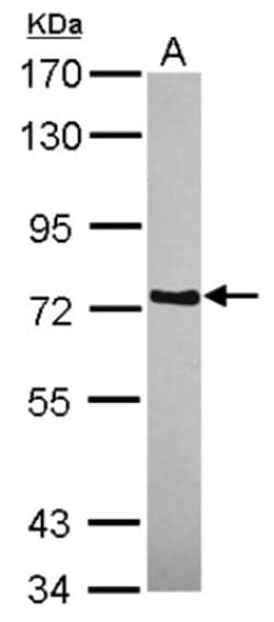 WDR65 Antibody, Novus Biologicals 0.1mL; Unlabeled:Antibodies, Polyclonal