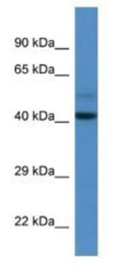WDR68 Antibody, Novus Biologicals:Antibodies:Primary Antibodies