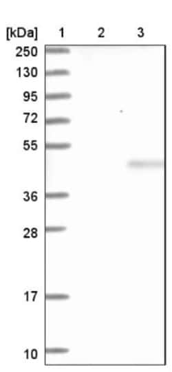 WDR68 Antibody, Novus Biologicals:Antibodies:Primary Antibodies