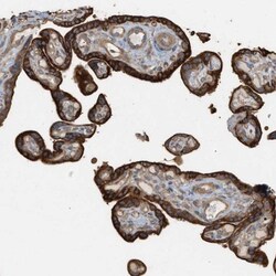 WDR68 Antibody, Novus Biologicals:Antibodies:Primary Antibodies
