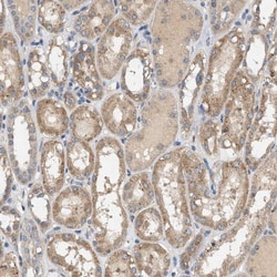 WDR68 Antibody, Novus Biologicals:Antibodies:Primary Antibodies