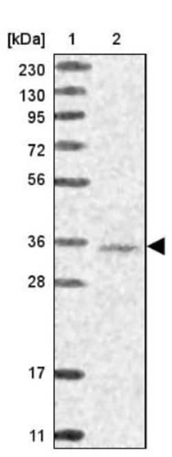 WDR74 Antibody, Novus Biologicals:Antibodies:Primary Antibodies