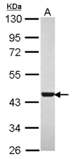 WDR77 Antibody, Novus Biologicals 0.1mL; Unlabeled:Antibodies, Polyclonal