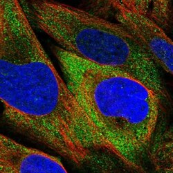 WDR88 Antibody, Novus Biologicals:Antibodies:Primary Antibodies