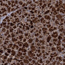 WDR88 Antibody, Novus Biologicals:Antibodies:Primary Antibodies