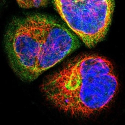 WDR89 Antibody, Novus Biologicals 0.1mL; Unlabeled:Antibodies, Polyclonal