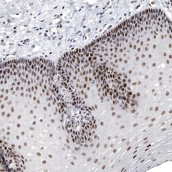 WDR8 Antibody, Novus Biologicals:Antibodies:Primary Antibodies