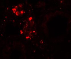 WDR92 Antibody - BSA Free, Novus Biologicals 0.1mg; Unlabeled:Antibodies,
