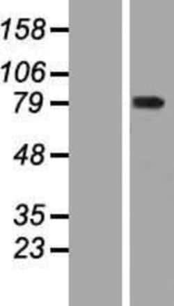 Novus Biologicals&trade;&nbsp;WDR93 Overexpression Lysate