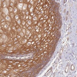 WDR93 Antibody, Novus Biologicals 0.1mL; Unlabeled:Antibodies, Polyclonal